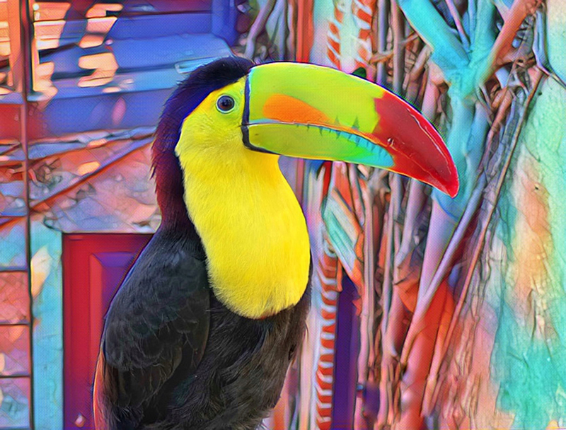 Colourful Toucan by Darlene Perkin